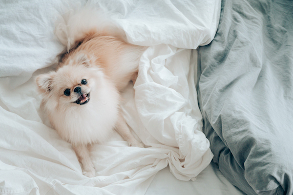 cucciolo di cane sotto le coperte