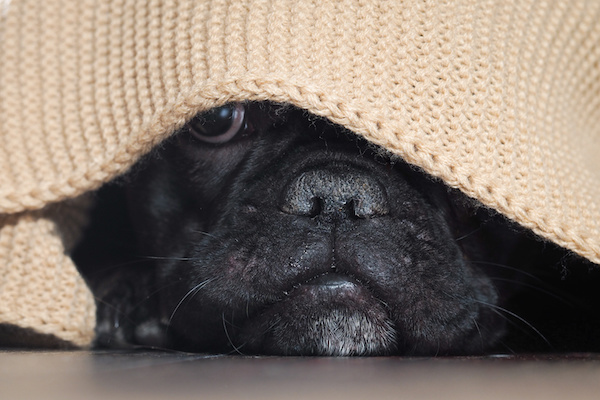 cucciolo di cane sotto le coperte