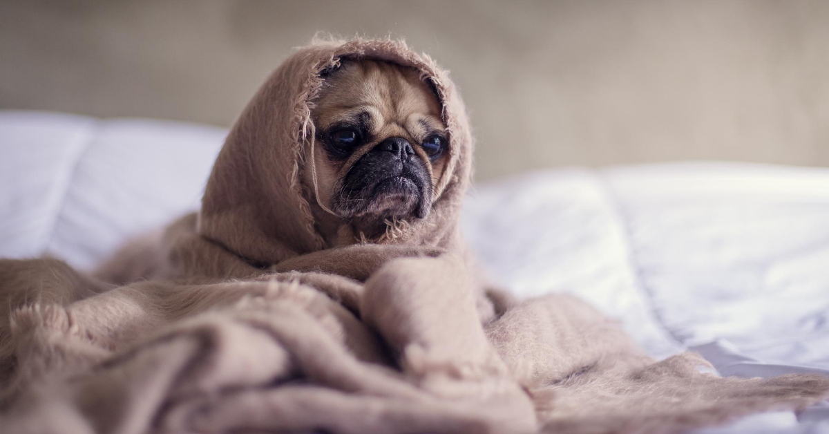 cucciolo di cane sotto le coperte