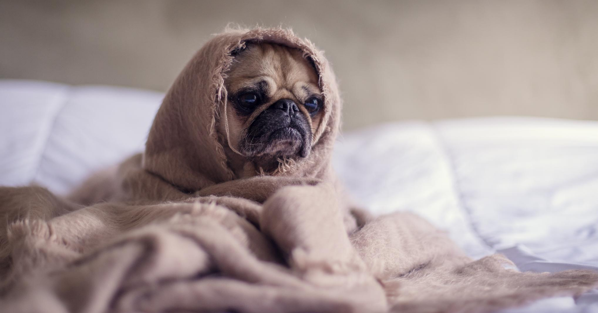 Cucciolo di cane sotto le coperte: perché vuole stare sempre lì?