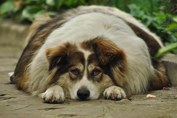 cucciolo di cane grasso aiuto