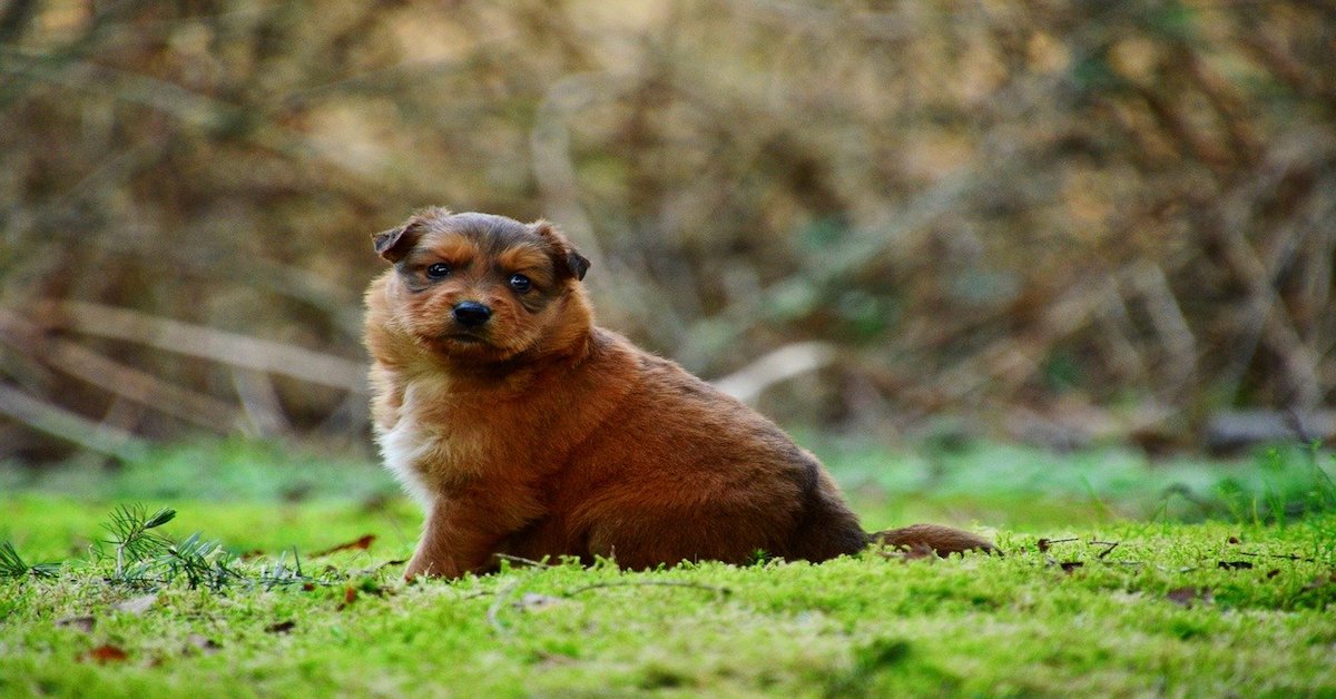 Cucciolo di cane troppo grasso: cosa fare per rimetterlo in riga