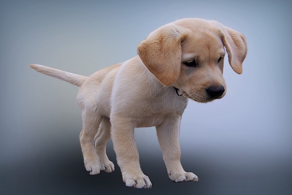 come aiutare cucciolo di cane magro