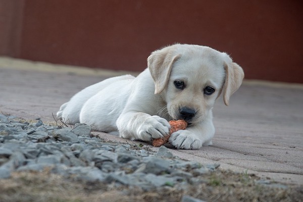 cagnolino non vuole mangiare