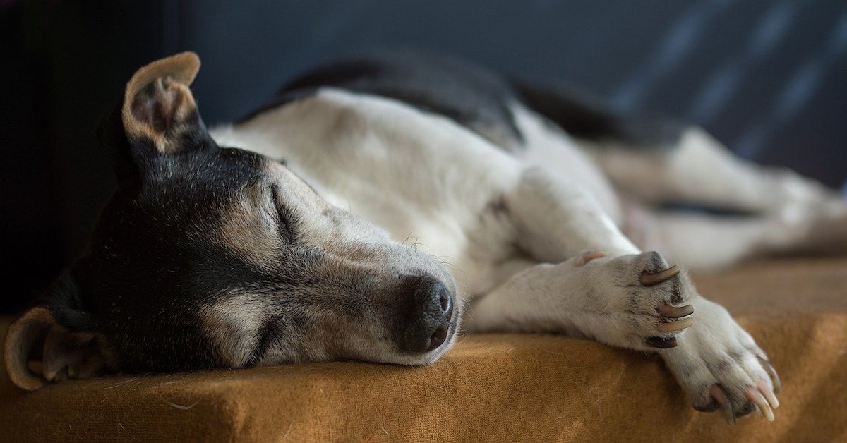 Cucciolo di cane troppo magro: le cause e le possibili soluzioni