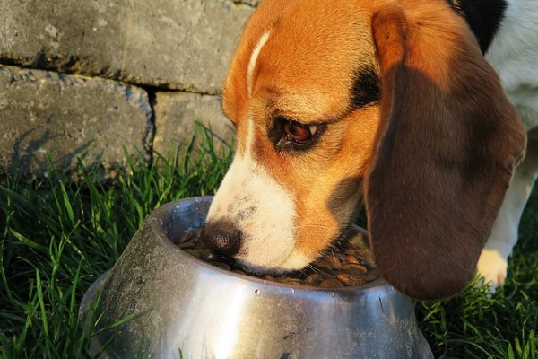 cibi con carboidrati per il cane