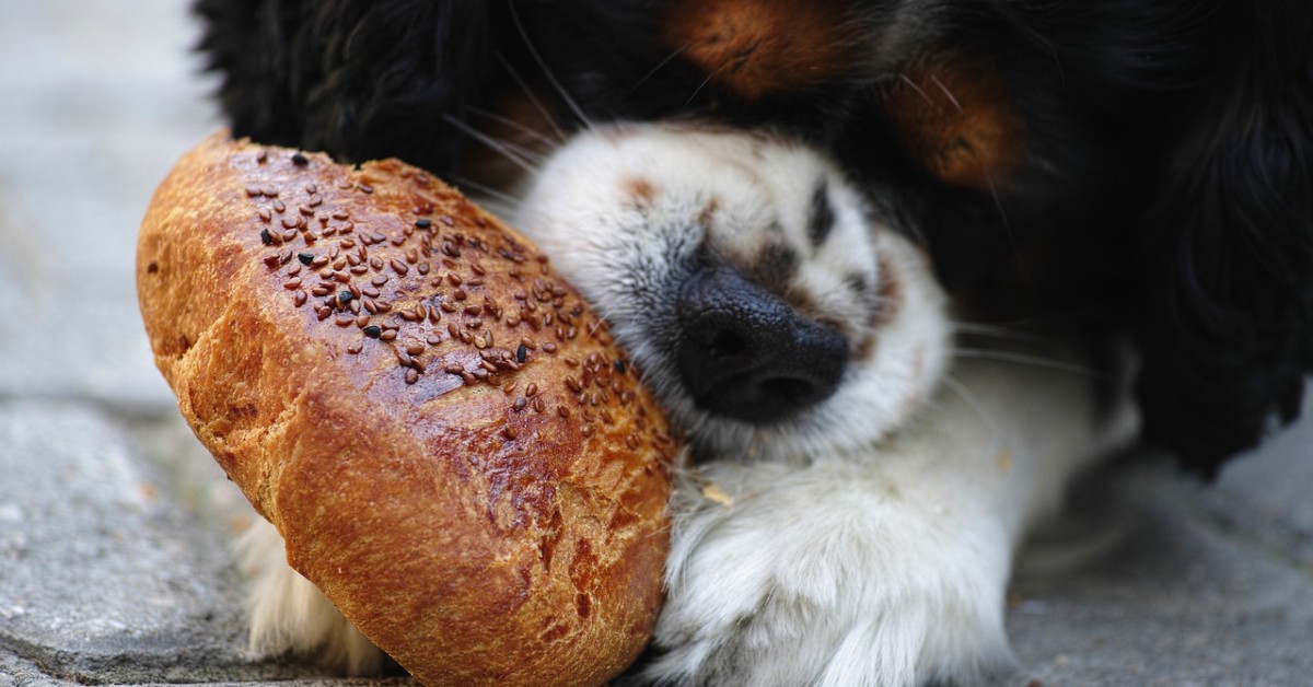 Cibi con carboidrati per il cane: elenco completo e dettagliato