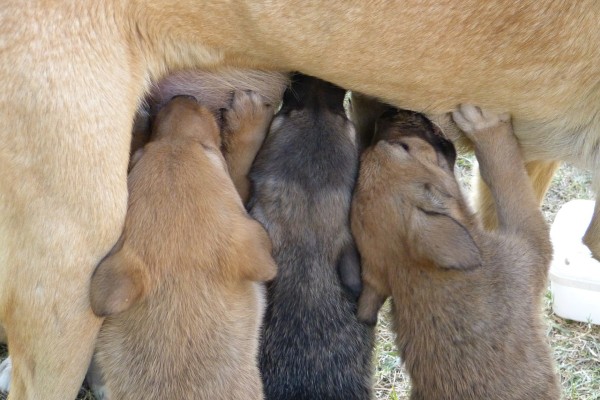 alimentazione cane che allatta