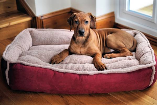 letto ortopedico per cani