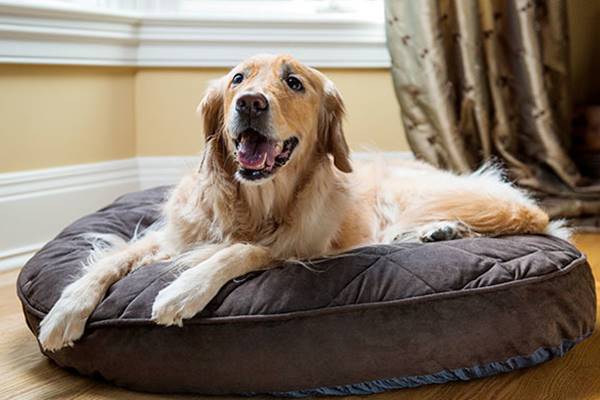 cuscino morbido per il cane