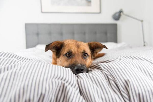 cane che non vuole alzarsi dal letto