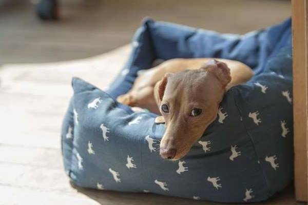 materasso colorato per cani