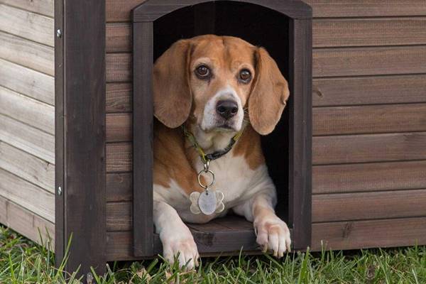 beagle che riposa dentro la sua cuccia