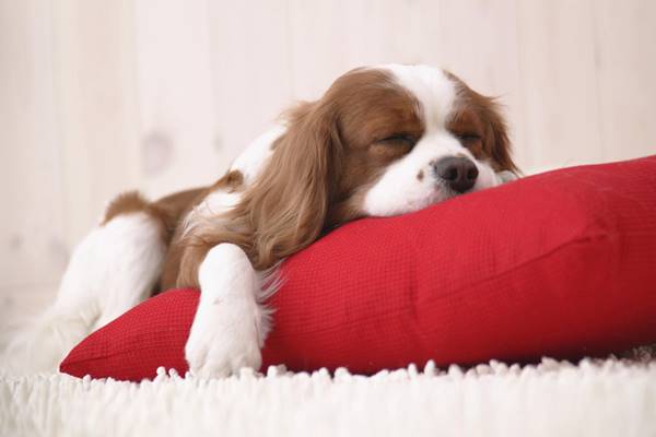 cane che dorme sul cuscino