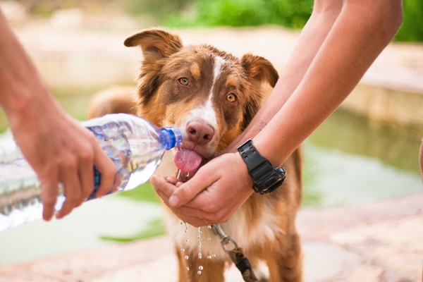 dare l'acqua al cane