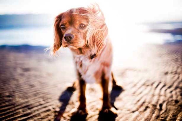 cane soffre per il caldo