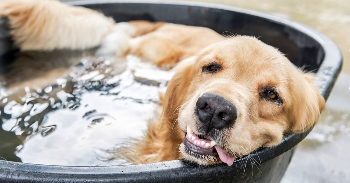 Come evitare che il cane soffra il caldo: prevenzione e regole utili