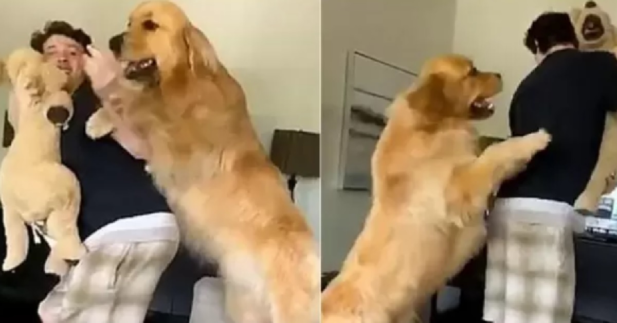 Golden retriever è incredibilmente geloso del proprietario (VIDEO)