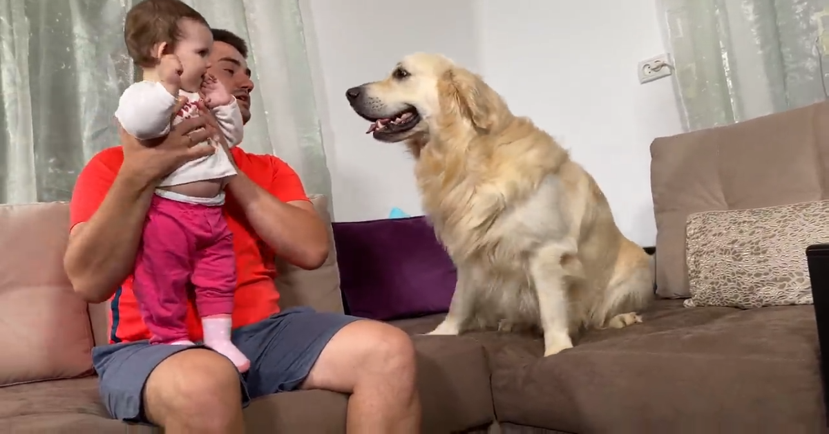 Golden retriever incontra un bambino per la prima volta: la reazione – VIDEO