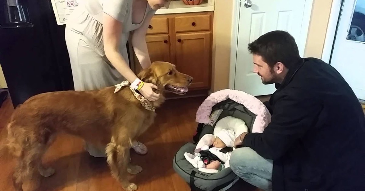 Max, il Golden Retriever che conosce la sorellina(VIDEO)