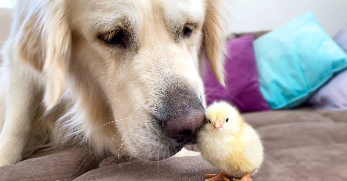 Golden Retriever incontra un pulcino per la prima volta: ed è subito tenerezza – VIDEO