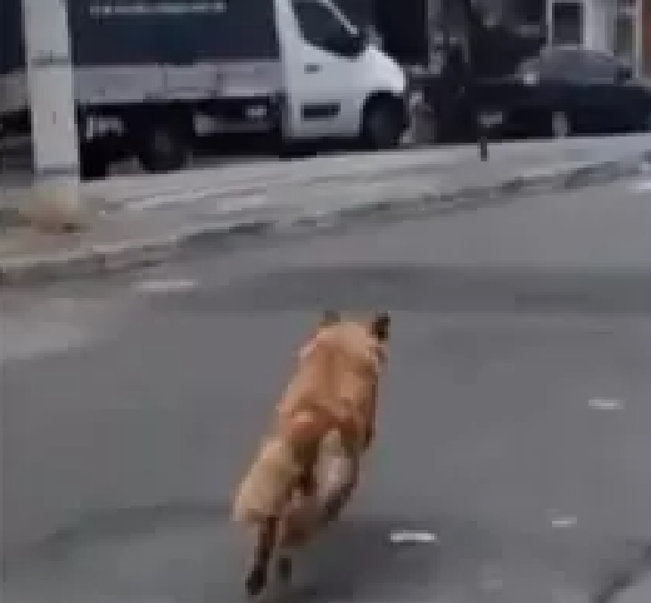 cane mel corre verso supermercato