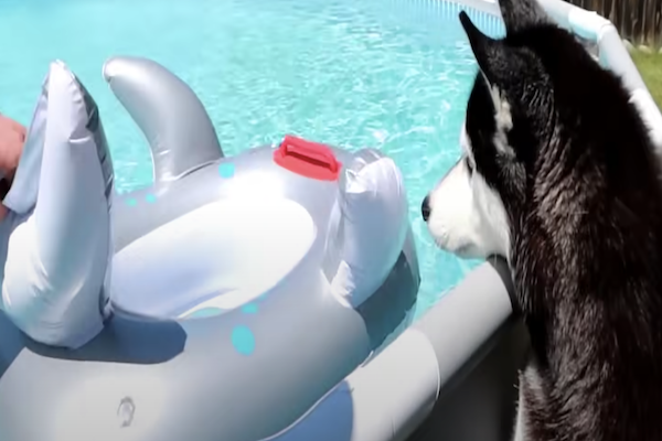 husky spaventato da squalo in piscina