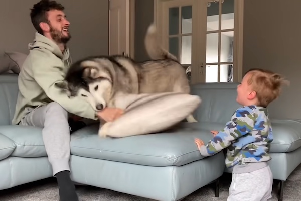 Husky, papà e bambino