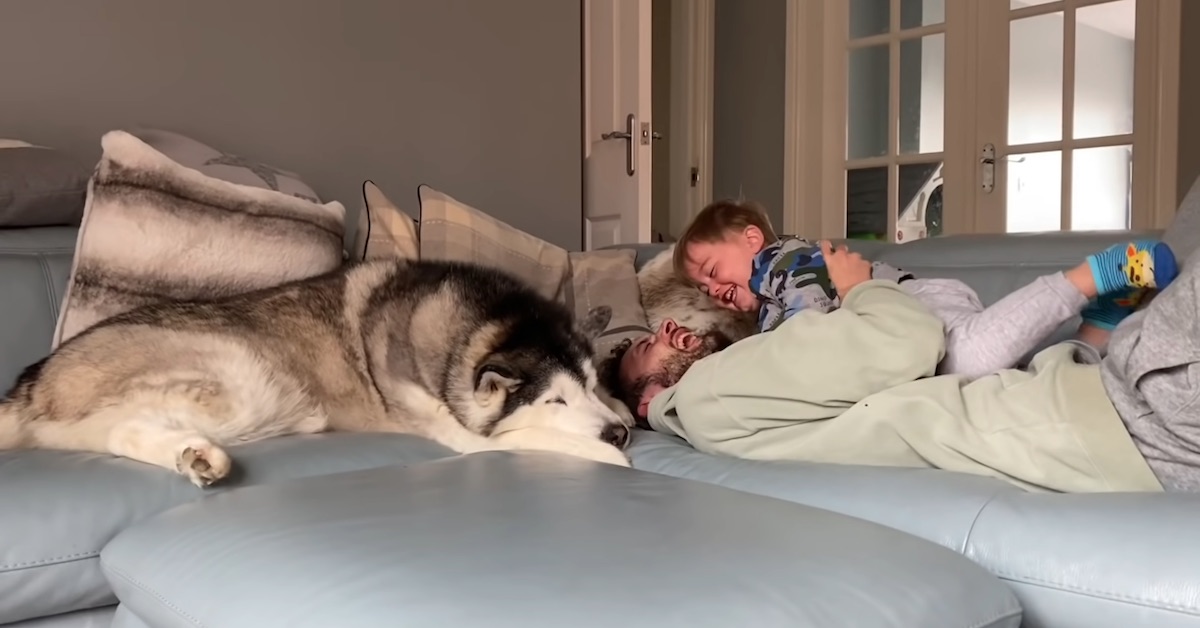 Husky protegge il bambino dal suo papà: la dolcissima dimostrazione d’affetto (Video)