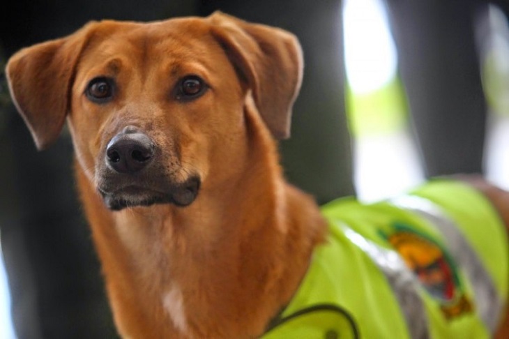 jonny cane agente veterinario