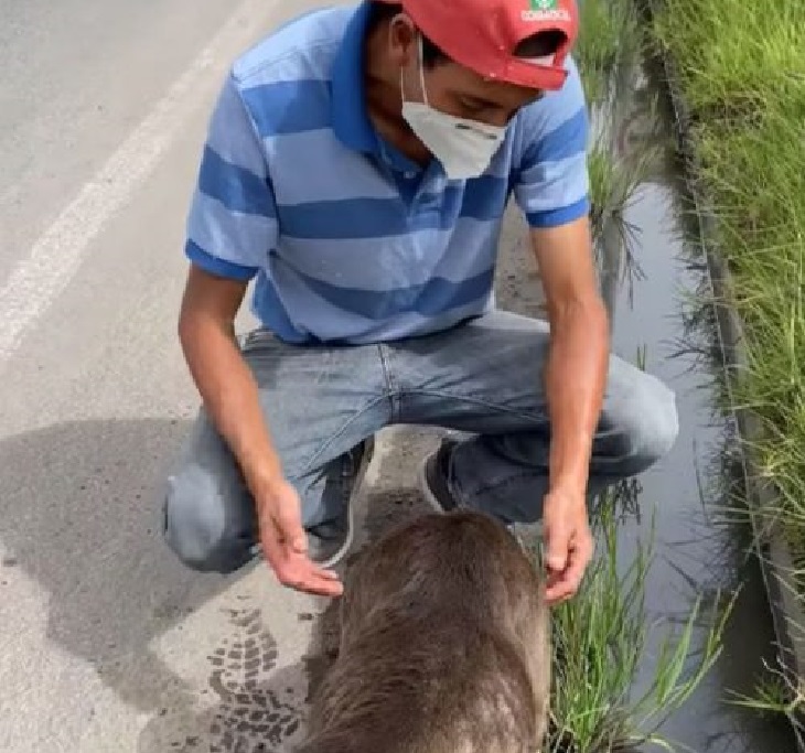 oswaldo incontro cane autostrada