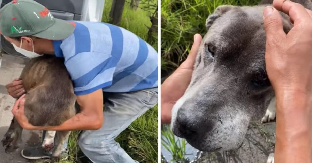 Il salvataggio del cane randagio esausto in autostrada (VIDEO)