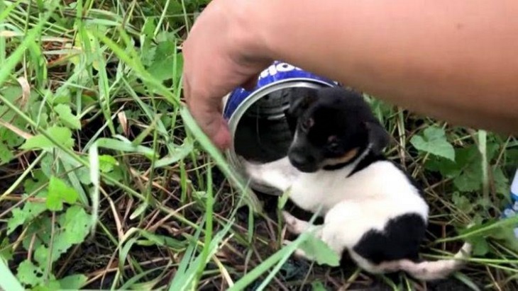 cucciolo intrappolato trappola campo