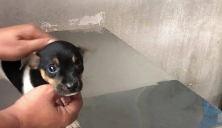 cucciolo trova famiglia dopo essere stato salvato