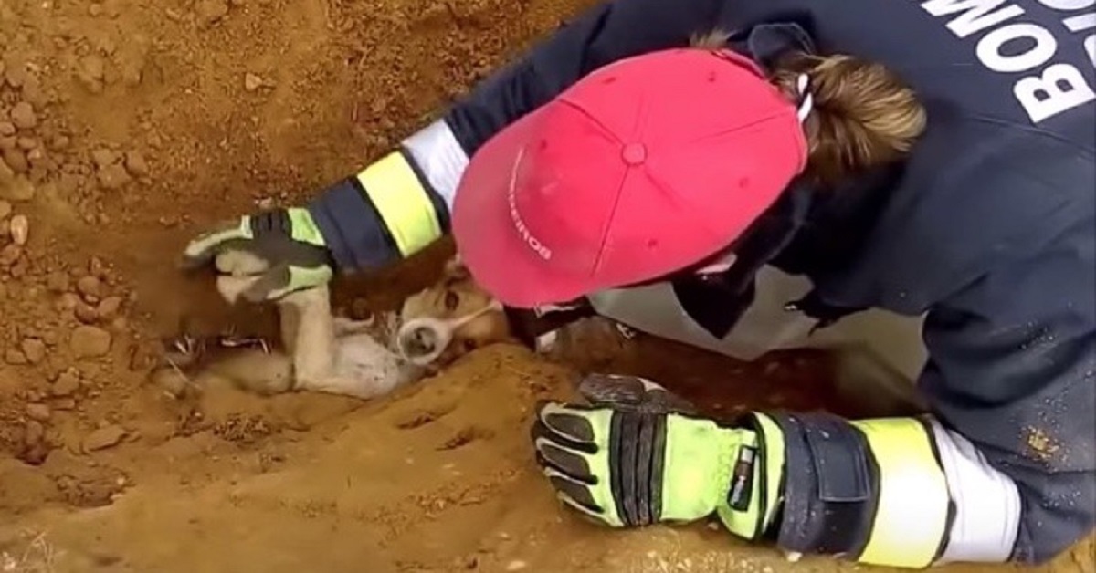 Il salvataggio del cucciolo sepolto vivo sotto terra (VIDEO)