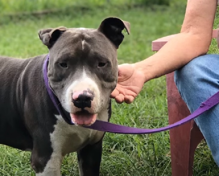 ragnar cane pitbull cure veterinario