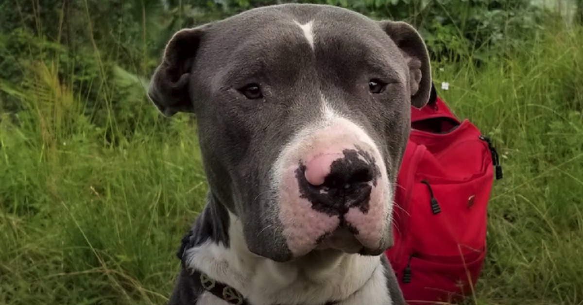 Il salvataggio del pitbull legato in cima ad una torre (VIDEO)