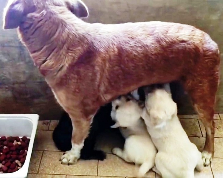 3 cuccioli struttura veterinaria