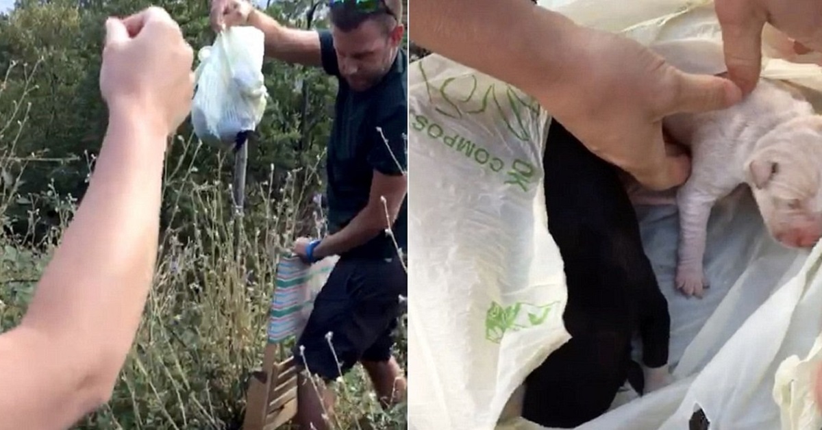 Il salvataggio di 3 cuccioli trovati in una busta di plastica (VIDEO)