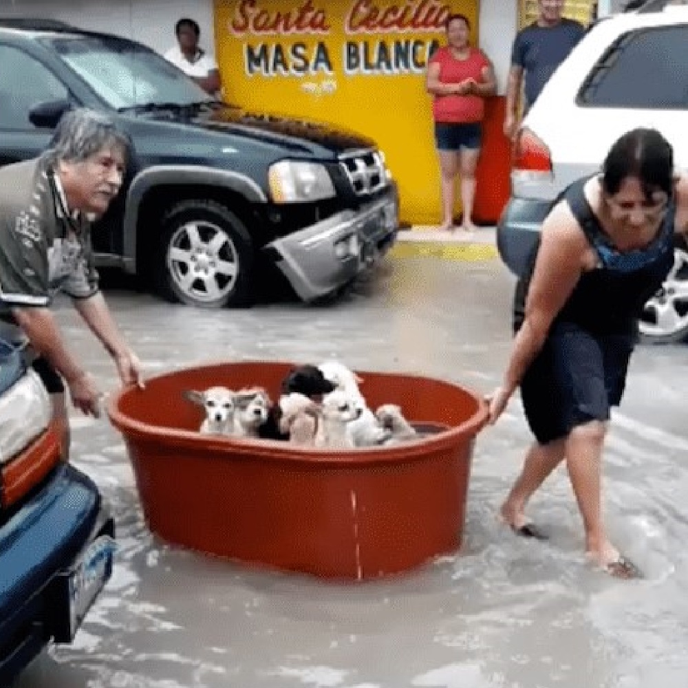 betty aiuta famiglia salvataggio cuccioli