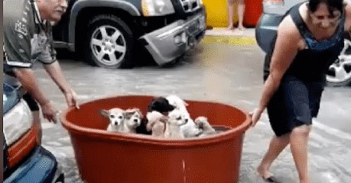Il salvataggio di 7 cuccioli durante un alluvione (VIDEO)