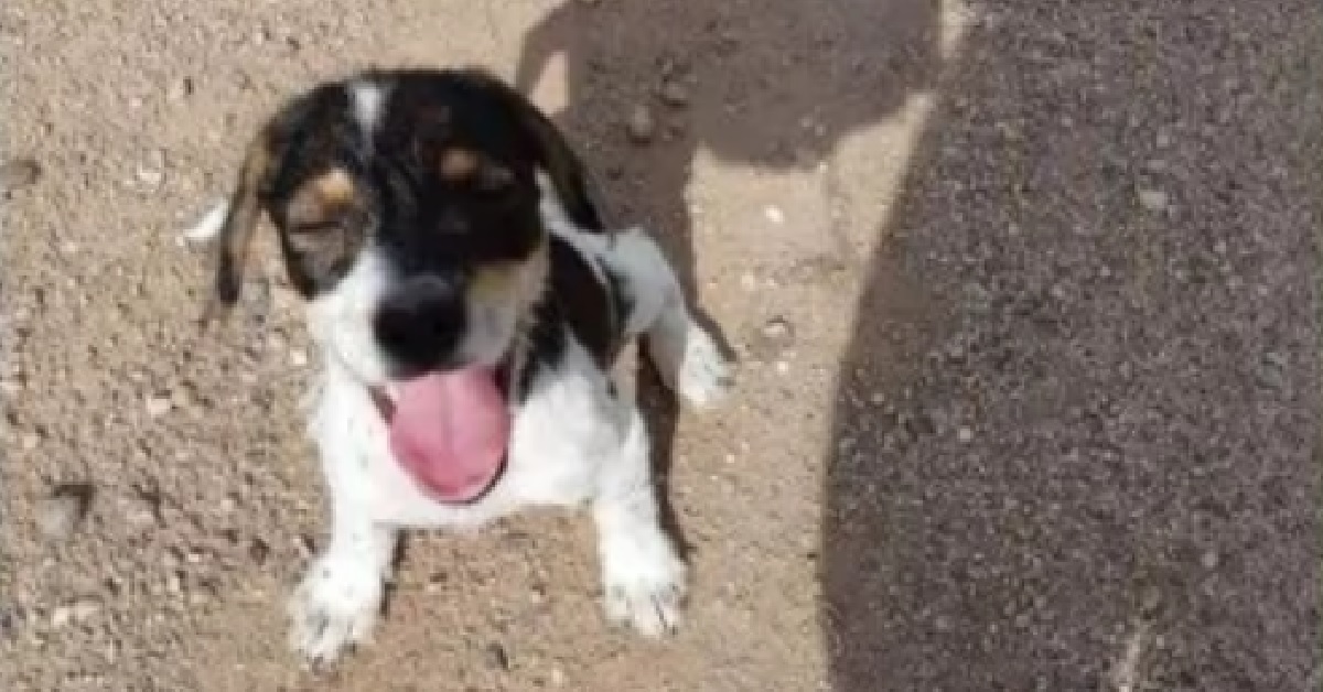 Il salvataggio di Juanita, la cucciola abbandonata in campagna (VIDEO)