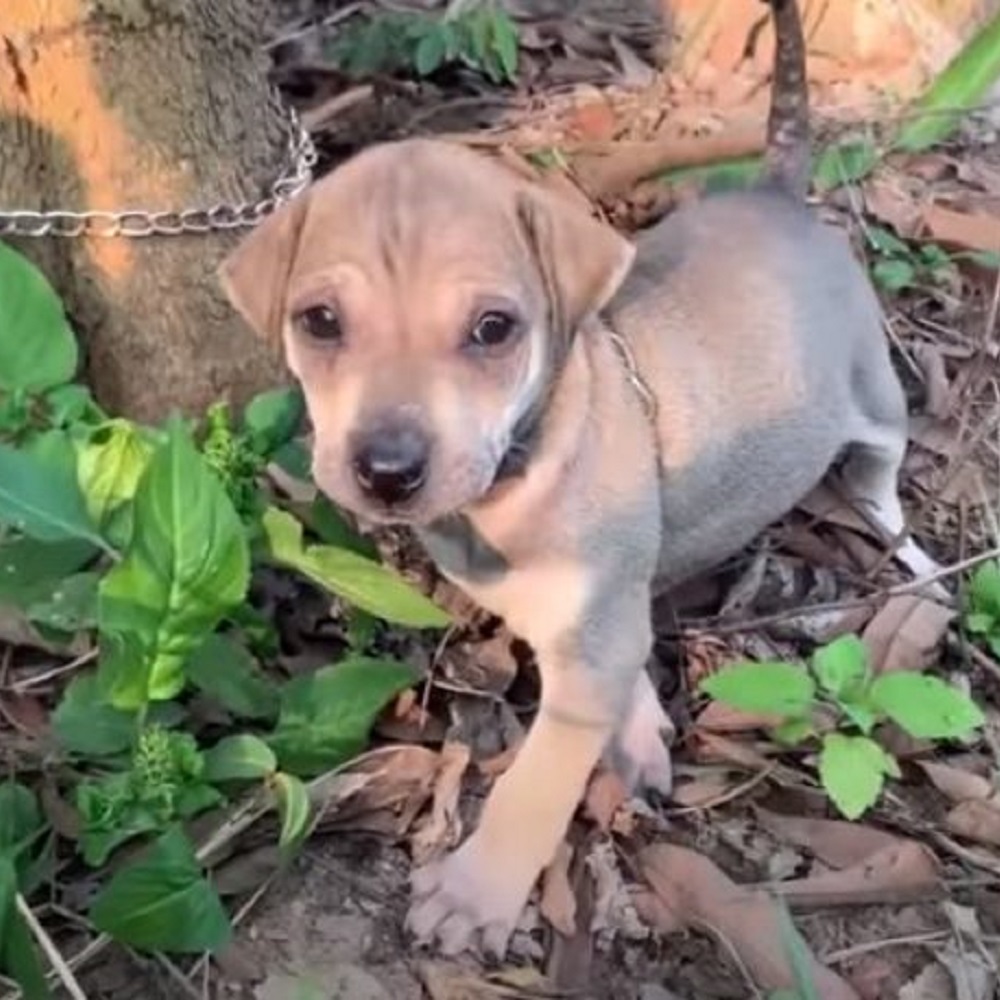 cucciolo abbandonato trovato contadino