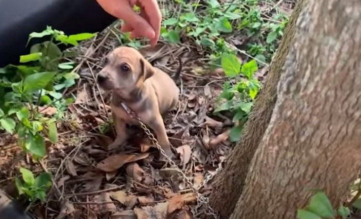 cagnolino abbandonato vicino albero terreno