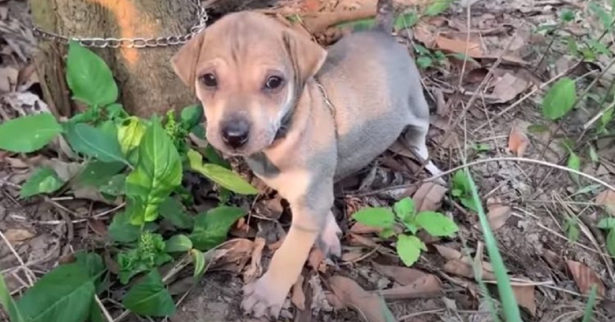 Il salvataggio di un cagnolino abbandonato e legato ad un albero (VIDEO)