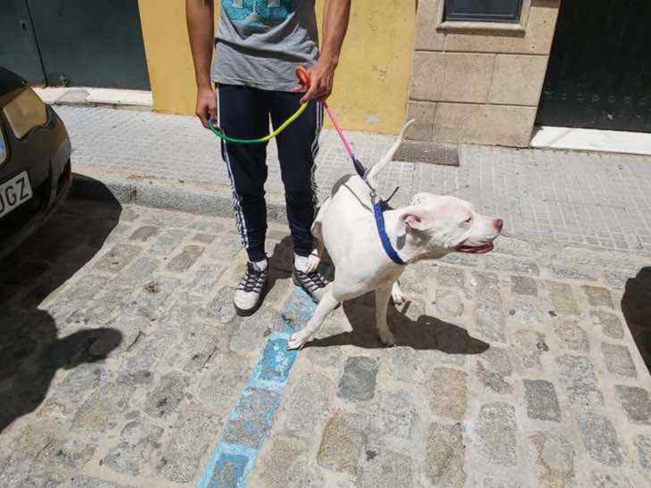 cosima cane dogo argentino libera