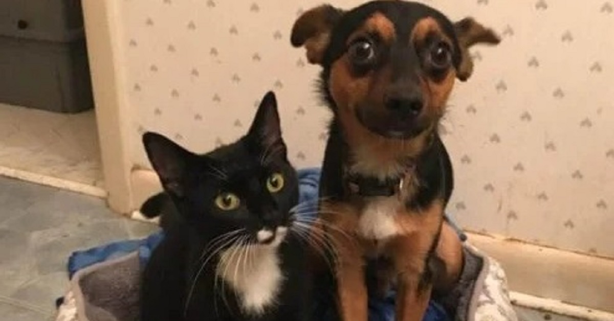 Il salvataggio di un chihuahua mix e di un gatto tuxedo (VIDEO)