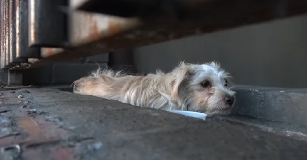 Il salvataggio di un cucciolo terrorizzato dalle persone (VIDEO)