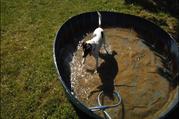 cane in piscina