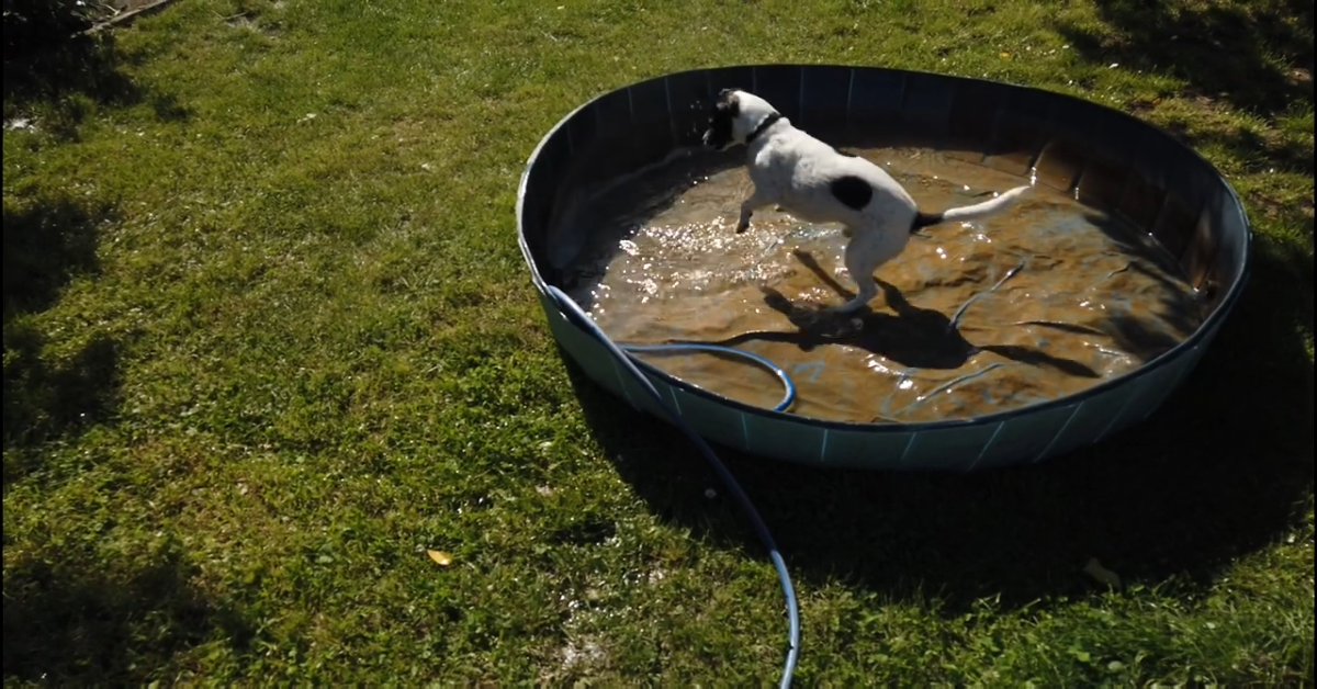 Jack Russell ama fare il bagno: giochi e schizzi in piscina – VIDEO